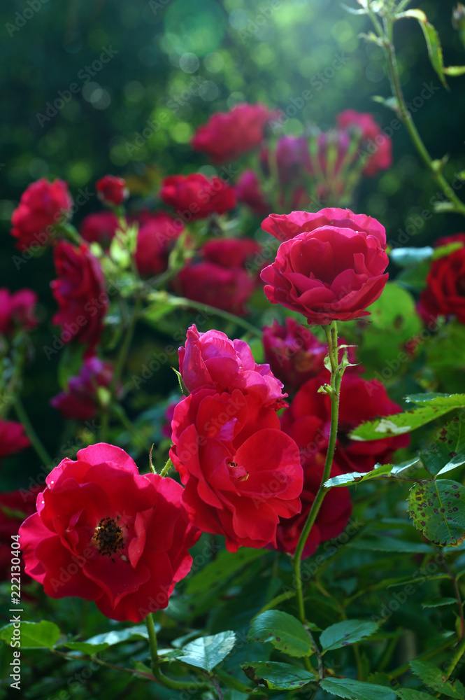 Red roses on blurred background