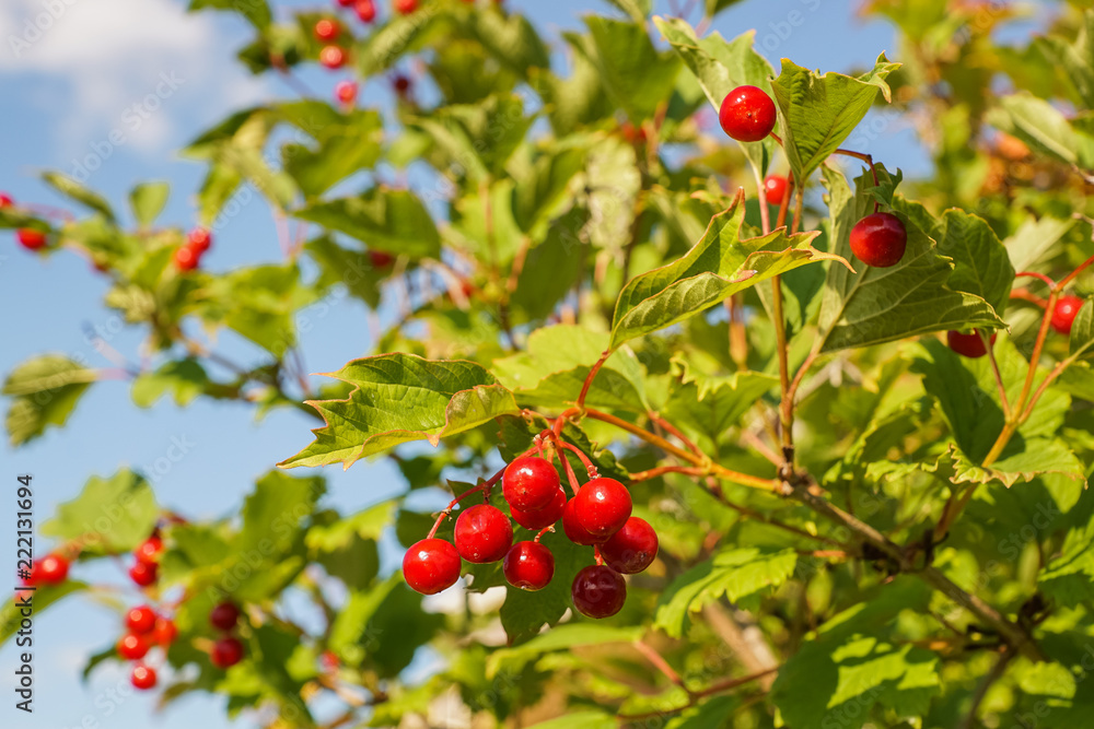 Ripe red viburnum berries on a bush, autumn.