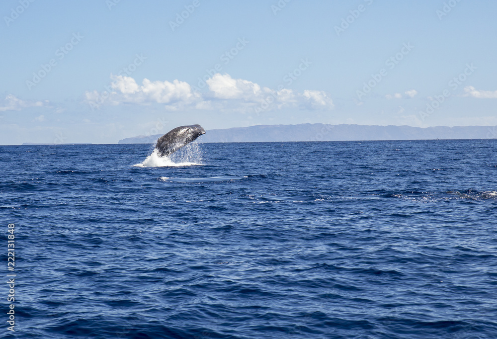 Fototapeta premium The sperm whale (Physeter macrocephalus) or cachalot is the largest of the toothed whales and the largest toothed predator. Jump out of the blue ocean water, nature outdoors in Atlantic ocean.