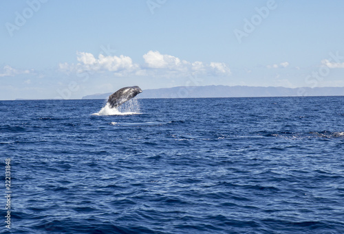 The sperm whale (Physeter macrocephalus) or cachalot is the largest of the toothed whales and the largest toothed predator. Jump out of the blue ocean water, nature outdoors in Atlantic ocean.