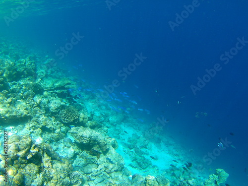 Fototapeta Naklejka Na Ścianę i Meble -  Barriera Corallina Maldive