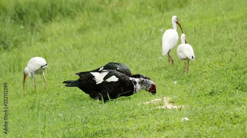 Muscovy duck couple and three American white ibises feeding photo