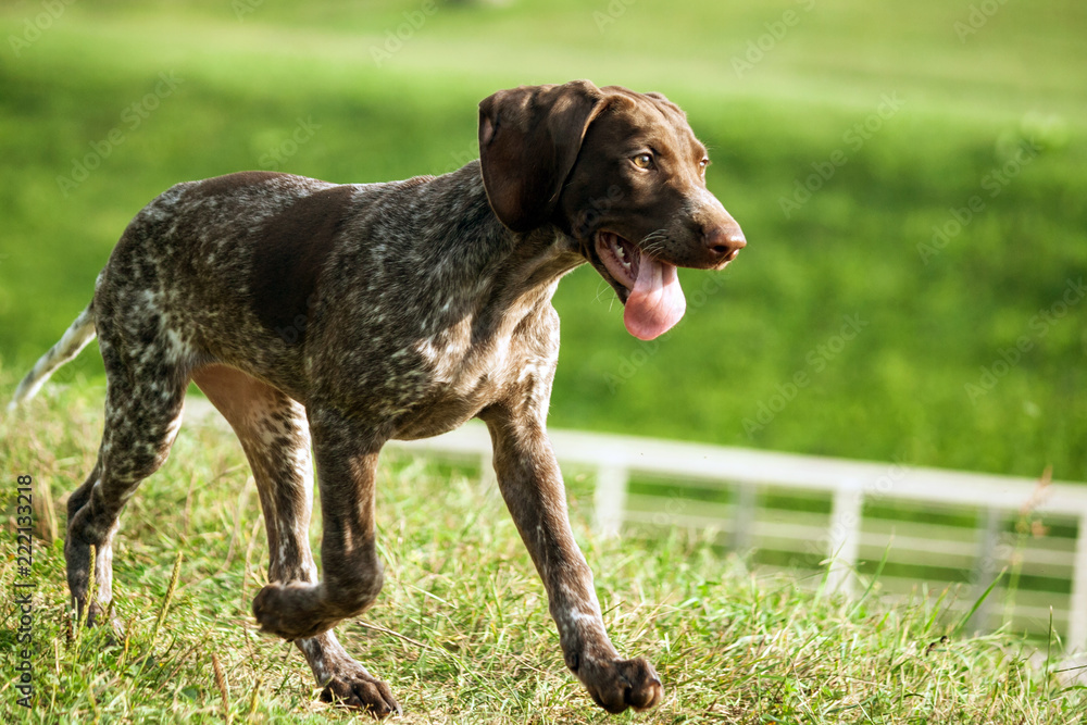 german shorthaired pointer, german kurtshaar one brown spotted puppy close-up, the dog runs fast with the tongue sticking out, paw movement over the field, green grass and fence fence in the distance
