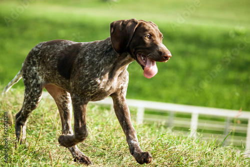 german shorthaired pointer, german kurtshaar one brown spotted puppy close-up, the dog runs fast with the tongue sticking out, paw movement over the field, green grass and fence fence in the distance