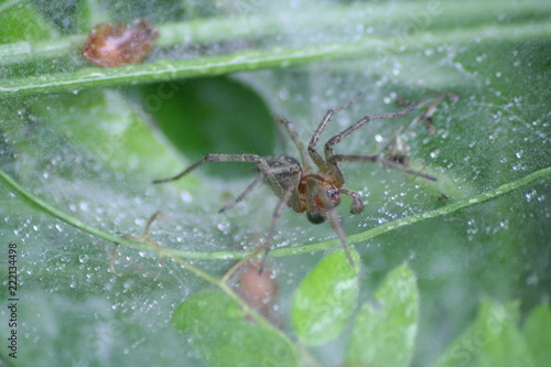 Spinne im Trichternetz