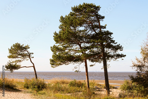 Yagry in Severodvinsk. Unique pine forest. white sea coast