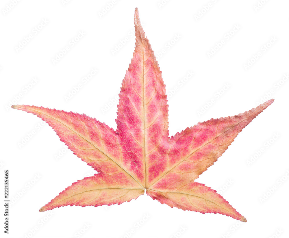 autumn single sweetgum leaf on white autumn single sweetgum leaf on white