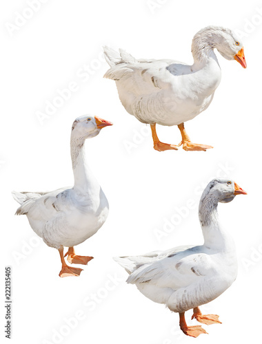 isolated on white three light grey gooses