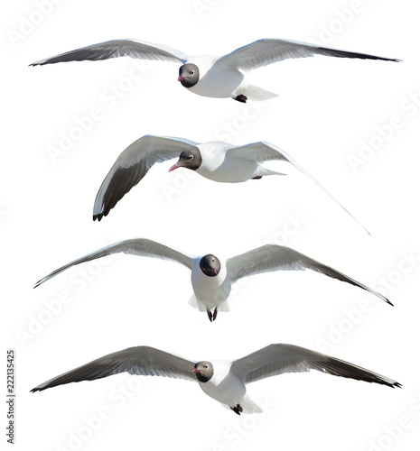 four flying black-headed gulls on white