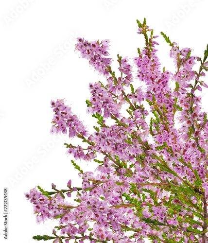 blossoming pink heather bunch on white