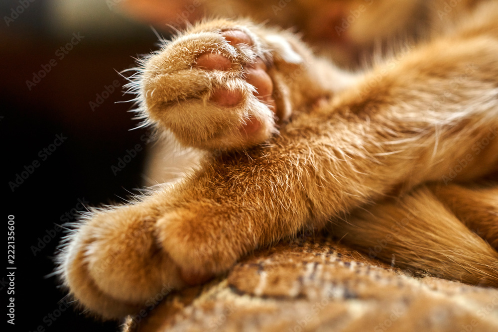 close-up of the crossed paws of a sleeping red hair cat close-up of the crossed paws of a sleeping red hair cat