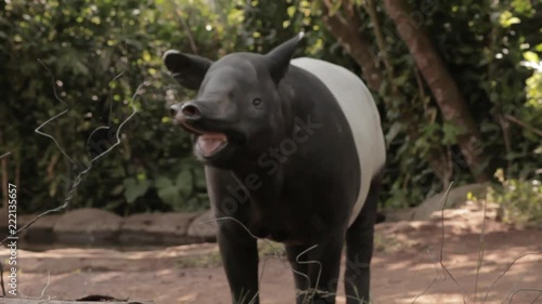 Tapir wandering around in Safari Bogor photo