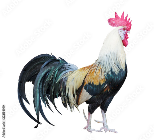 large light rooster with dark long tail on white