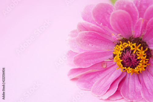 Pink Zinnia flower head isolated over pink background with copy space.