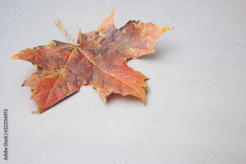 Autumn fallen maple leaf isolated on gray background with copy space