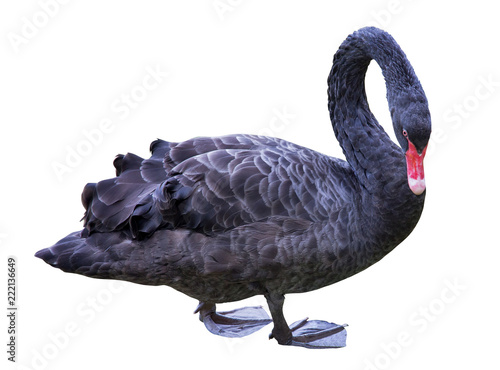 isolated on white black swan