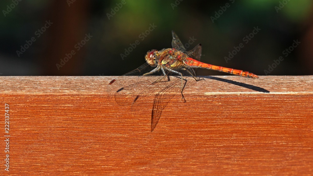 Große Heidelibelle (Sympetrum striolatum)
Große Heidelibelle (Sympetrum striolatum)