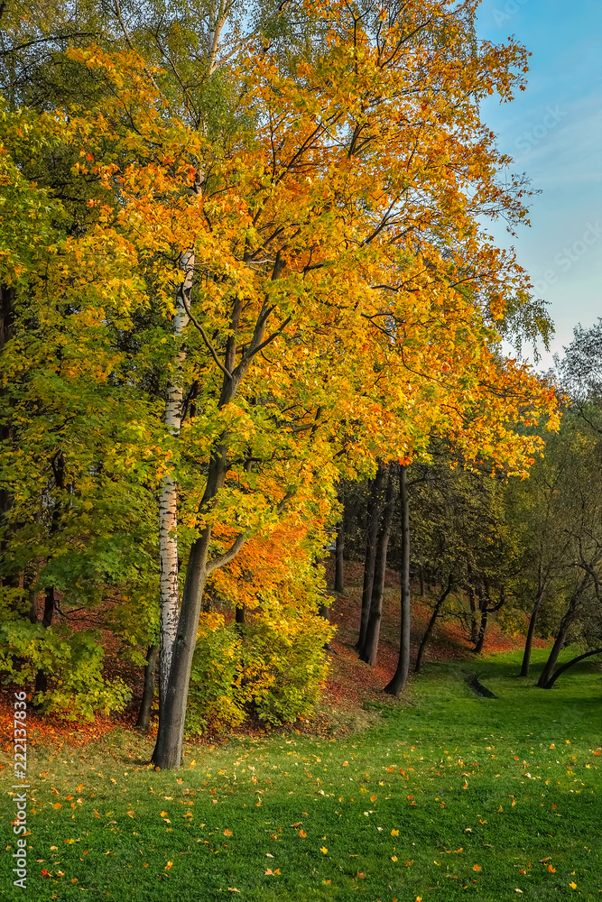 Autumn landscape with trees with golden foliage in the park.