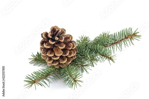 Winter pine cones