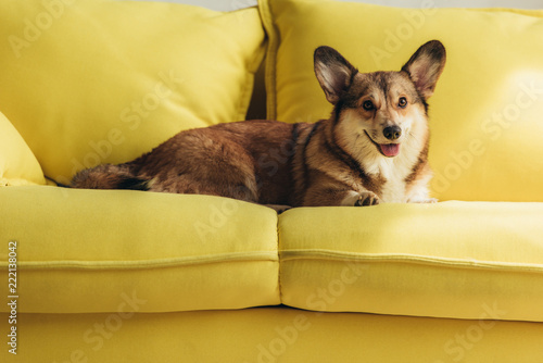 cute welsh corgi dog lying on yellow sofa