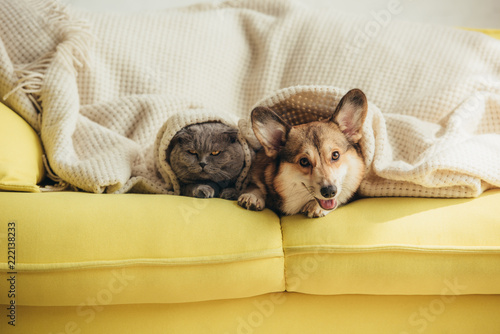 Canvas Print cute scottish fold cat and welsh corgi dog lying under blanket on sofa