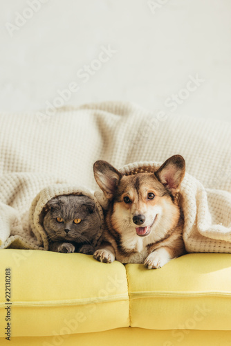Photography Cute welsh corgi dog and cat lying under blanket on sofa