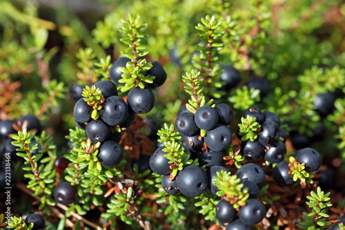 Empetrum. Ripe crowberry fruit in the forest tundra of Siberia