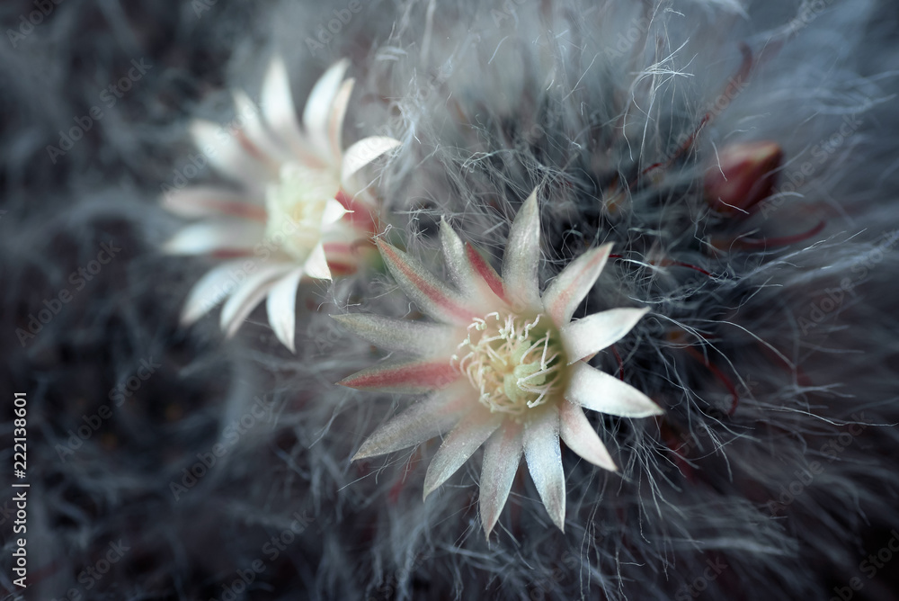 Fototapeta premium Horizontal shot of blooming fluffy cactus with two white flowers.