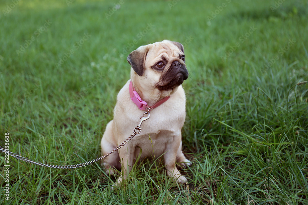 Cute pug dog in park on summer day