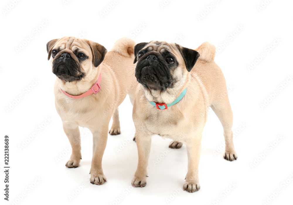 Cute pug dogs on white background