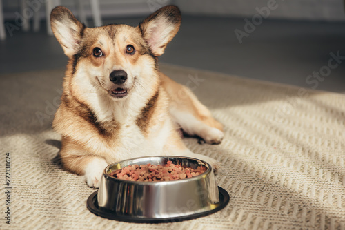 Pembroke Welsh Corgi lying on floor with bowl full of dog food photo
