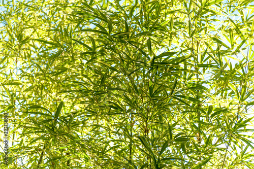 Bamboo leaves (Pleioblastus viridistriatus - common name: green dwarf). Horizontal shot. Isolated. Close up. Outdoors. Background sky blue.