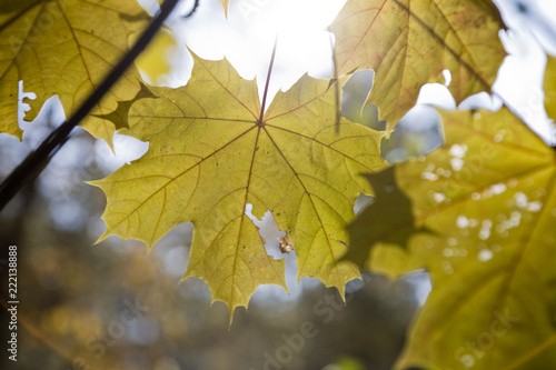 background with autumn colored maple leaves