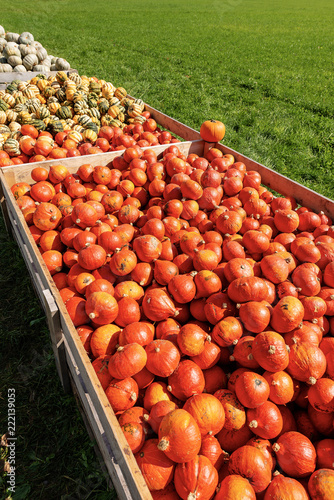 Harvest of Pumpkins - Bavaria Germany