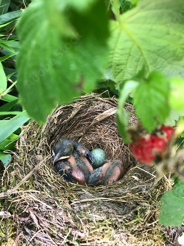 Two baby blackbirds in the nest and one egg
