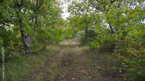 The camera flies through the forest over the path. Autumn evening. Gimbal shooting. photo