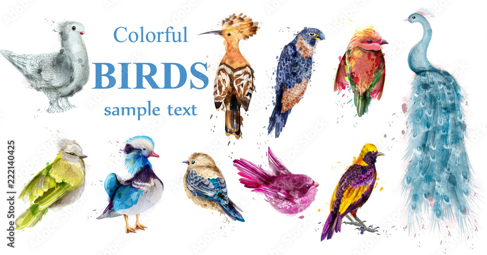Obraz Zestaw kolorowych ptaków tropikalnych Akwarela wektor. Piękny paw, gołąb, dudek, kaczki mandarynki