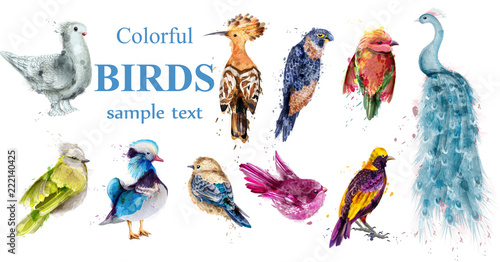 Colorful tropic birds set Vector watercolor. Beautiful peacock, dove, hoopoe, mandarin ducks