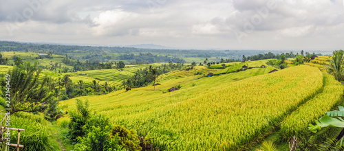 Beautiful Jatiluwih Rice Terraces against the background of famous volcanoes in Bali, Indonesia