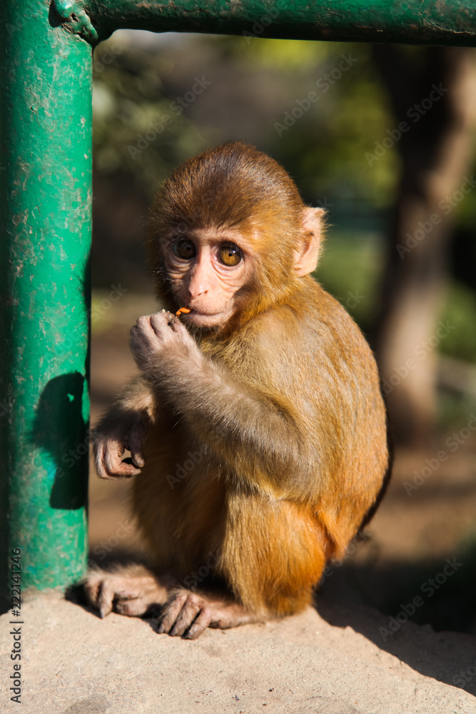 Baby monkey in Nepal.