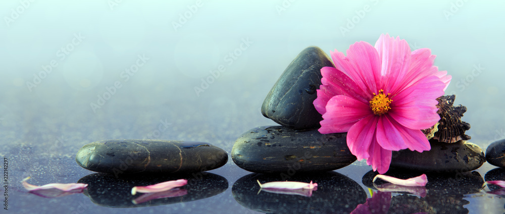 Fototapeta premium Black spa stones and pink cosmos flower.