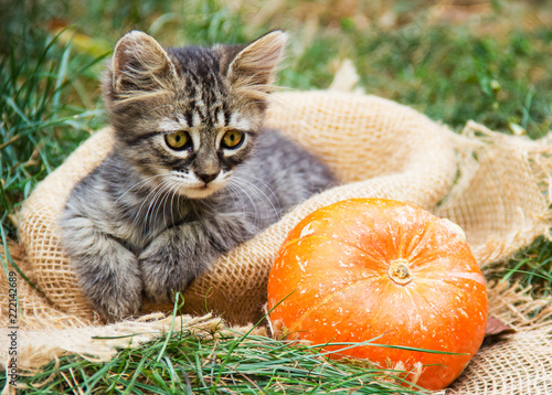 Small kitten is sitting in basket. Kitten and pumpkin. Cat in an autumn garden.