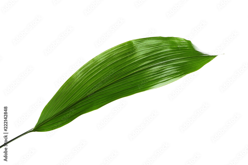 Obraz premium Beautiful tropical Aspidistra leaf on white background
