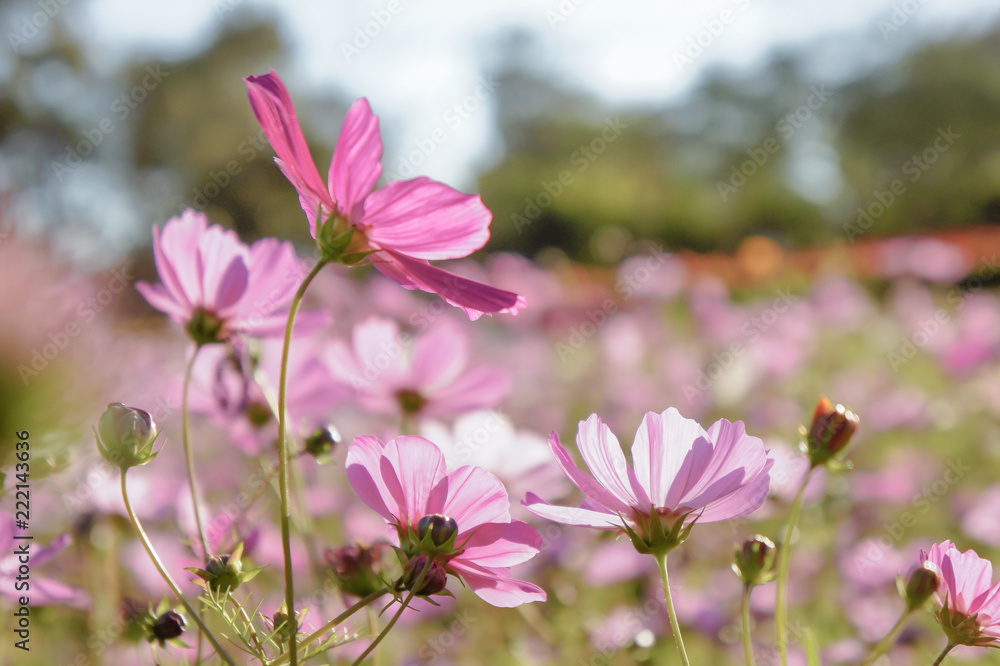beauty flowers in the nature park , cosmos flowers in the meadow beauty flowers in the nature park , cosmos flowers in the meadow