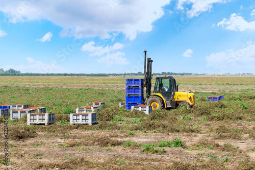 Forklift loader loads plastic containers with tomatoes. Farmer on a tomato plantation.