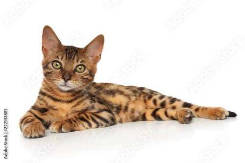 Bengal kitten lying on white background