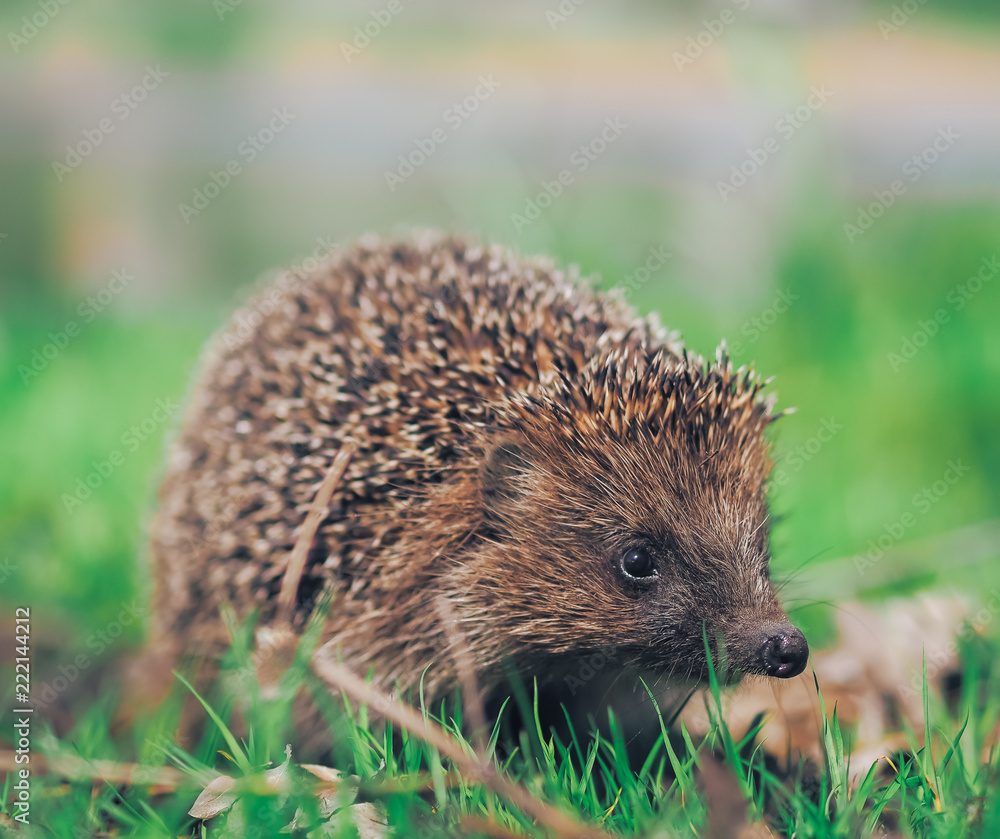 Fototapeta premium Hedgehog traveling at the green grass