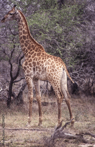 Giraffe (Giraffa camelopardalis), Kruger National Park, Mpumalanga, South Africa
