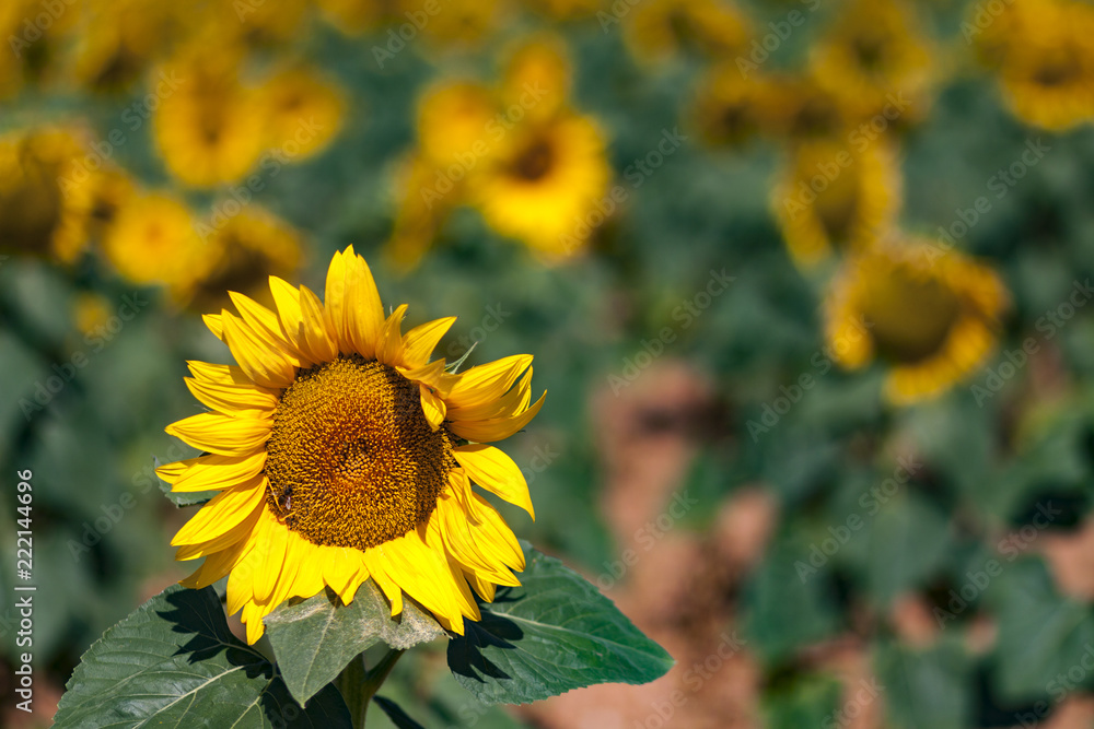 GIRASOL ENTRE VERDE GIRASOL ENTRE VERDE