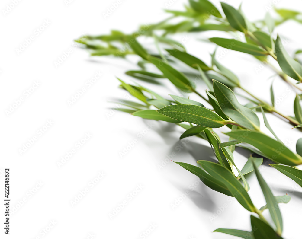Fototapeta premium Branches of tropical plant on white background